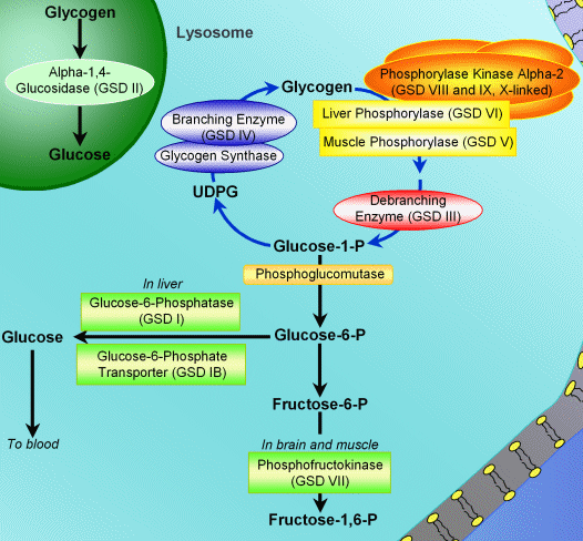 Glycogen Storage Diseases Pathway