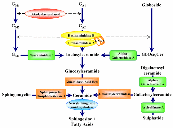 Catabolic Pathway for Glycosphingolipids