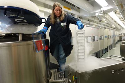 biobanking staff pulling samples from cryofreeze